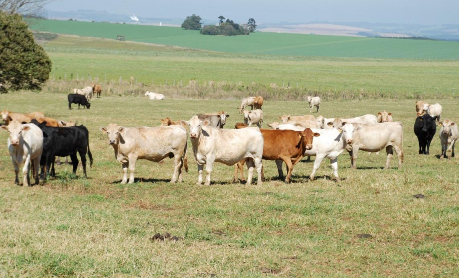 Purunã, primeira raça de bovino para corte desenvolvida no Paraná e a única idealizada por um centro estadual de pesquisa, o IDR-Paraná (Instituto de Desenvolvimento Rural do Paraná ? Iapar-Emater), vem atraindo o interesse de pecuaristas de todo o Brasil. - Curitiba, 02/06/2021 - Foto: IDR-PARANÁ