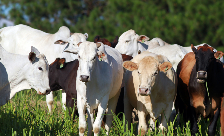 União de forças permitirá ao Paraná vencer no mercado de proteína de origem animal - O tema reuniu dezenas de dirigentes de entidades, servidores públicos, deputados e produtores na tarde de quarta-feira (02), em um evento pela internet. - Curitiba, 02/06/2021 - Foto:: Gilson Abreu/AEN