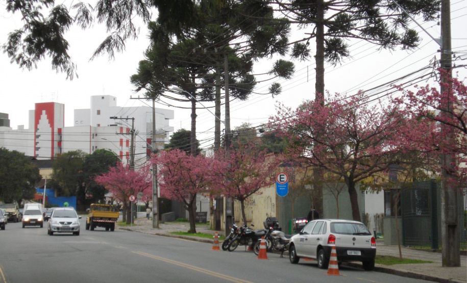 Para garantir a convivência harmoniosa e duradoura entre árvores e rede elétrica nos centros urbanos, a Copel mantém o Programa Florestas Urbanas, criado em 2007 e reformulado em 2015 para dar apoio aos municípios paranaenses no planejamento da arborização de ruas.  -  Curitiba, 04/06/2021  -  Foto: Copel