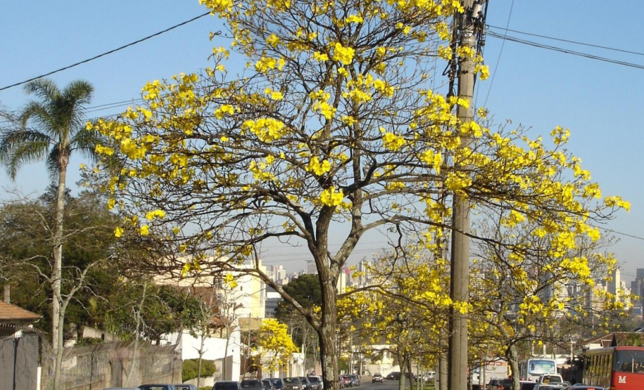 Para garantir a convivência harmoniosa e duradoura entre árvores e rede elétrica nos centros urbanos, a Copel mantém o Programa Florestas Urbanas, criado em 2007 e reformulado em 2015 para dar apoio aos municípios paranaenses no planejamento da arborização de ruas.  -  Curitiba, 04/06/2021  -  Foto: Copel