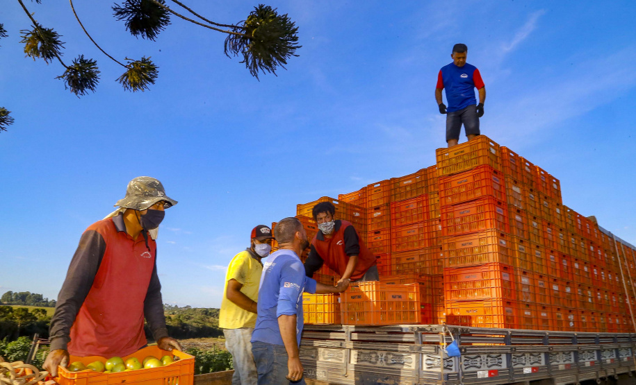 plantação de tomate
Reserva-Pr
Gilson Abreu/AEN