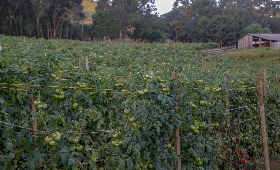 plantação de tomate
Reserva-Pr
Gilson Abreu/AEN