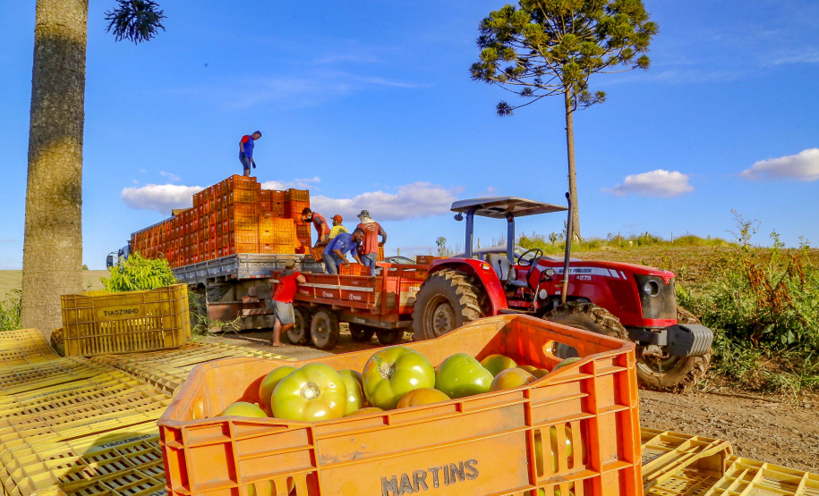 plantação de tomate
Reserva-Pr
Gilson Abreu/AEN