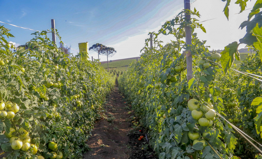 plantação de tomate
Reserva-Pr
Gilson Abreu/AEN