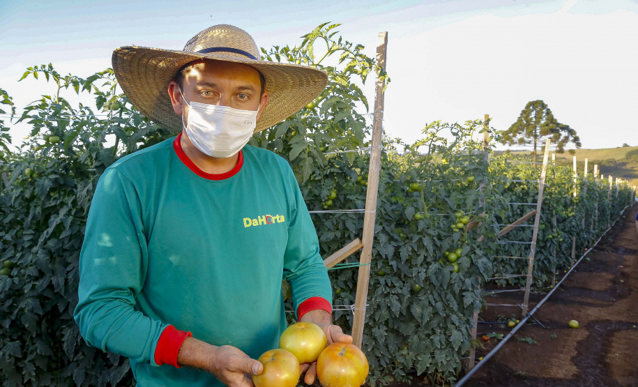 plantação de tomate
Reserva-Pr
Gilson Abreu/AEN