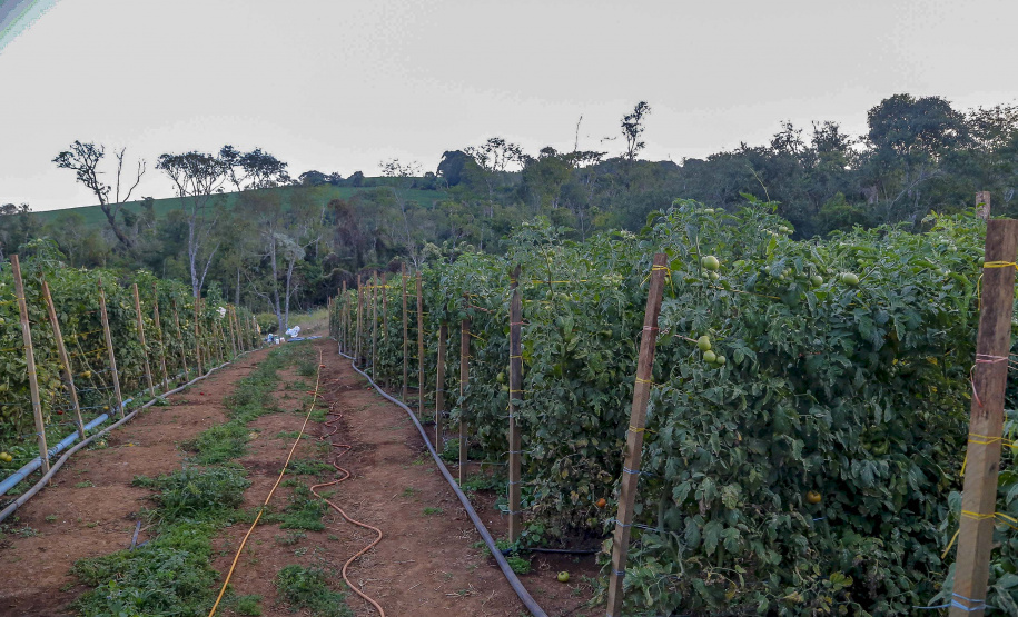 plantação de tomate
Reserva-Pr
Gilson Abreu/AEN