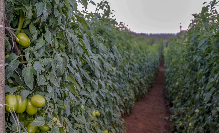 plantação de tomate
Reserva-Pr
Gilson Abreu/AEN