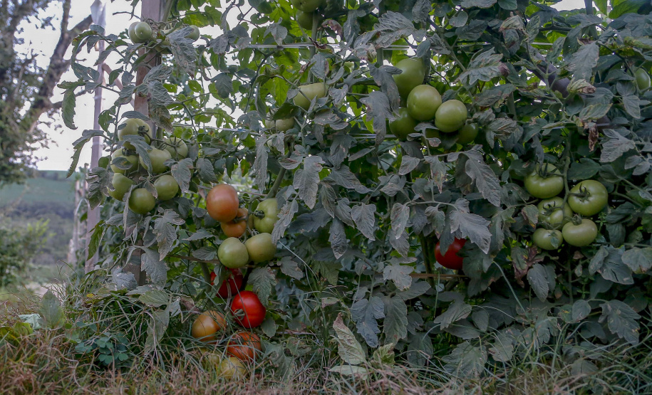 plantação de tomate
Reserva-Pr
Gilson Abreu/AEN