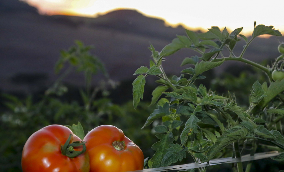 plantação de tomate
Reserva-Pr
Gilson Abreu/AEN