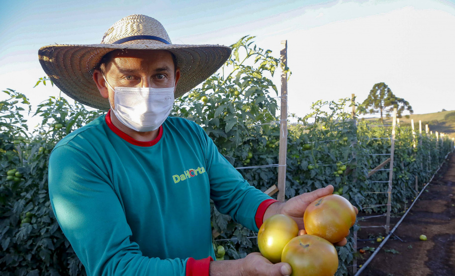 plantação de tomate
Reserva-Pr
Gilson Abreu/AEN