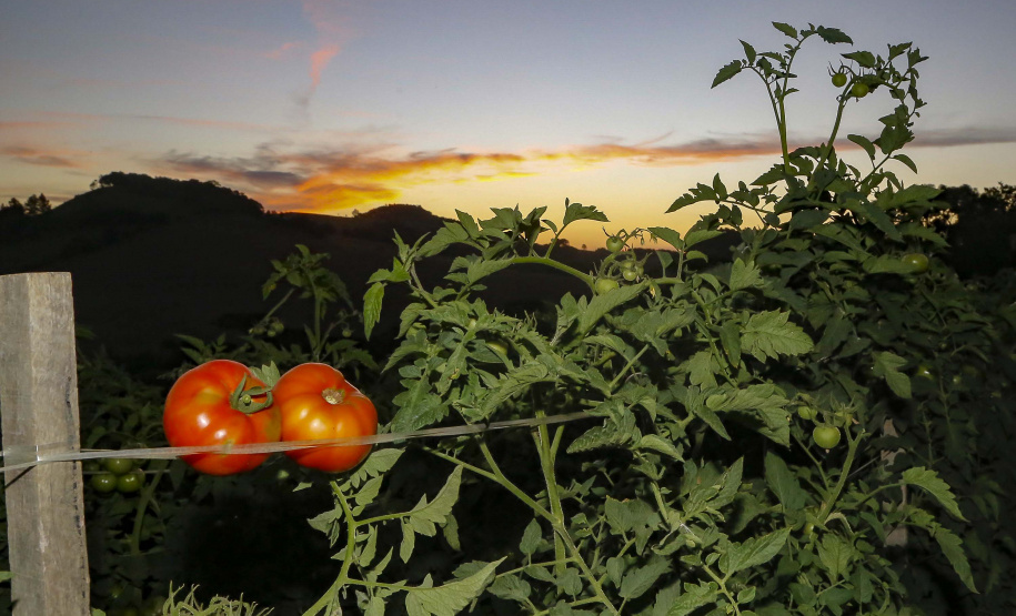 plantação de tomate
Reserva-Pr
Gilson Abreu/AEN