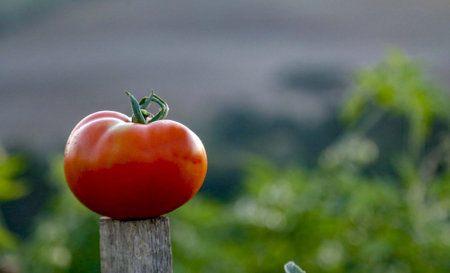 plantação de tomate
Reserva-Pr
Gilson Abreu/AEN