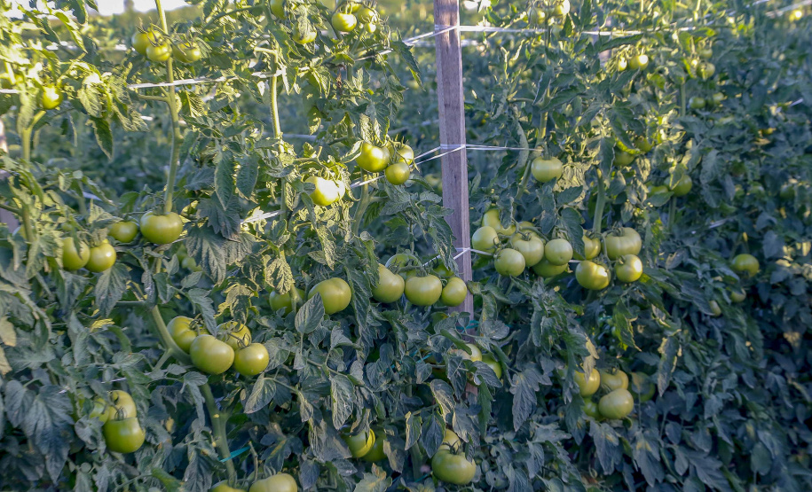 plantação de tomate
Reserva-Pr
Gilson Abreu/AEN