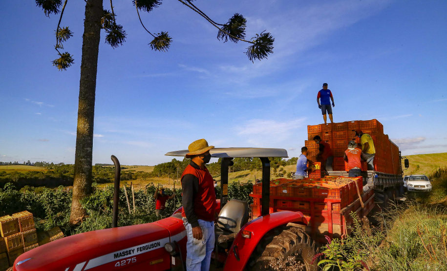 plantação de tomate
Reserva-Pr
Gilson Abreu/AEN