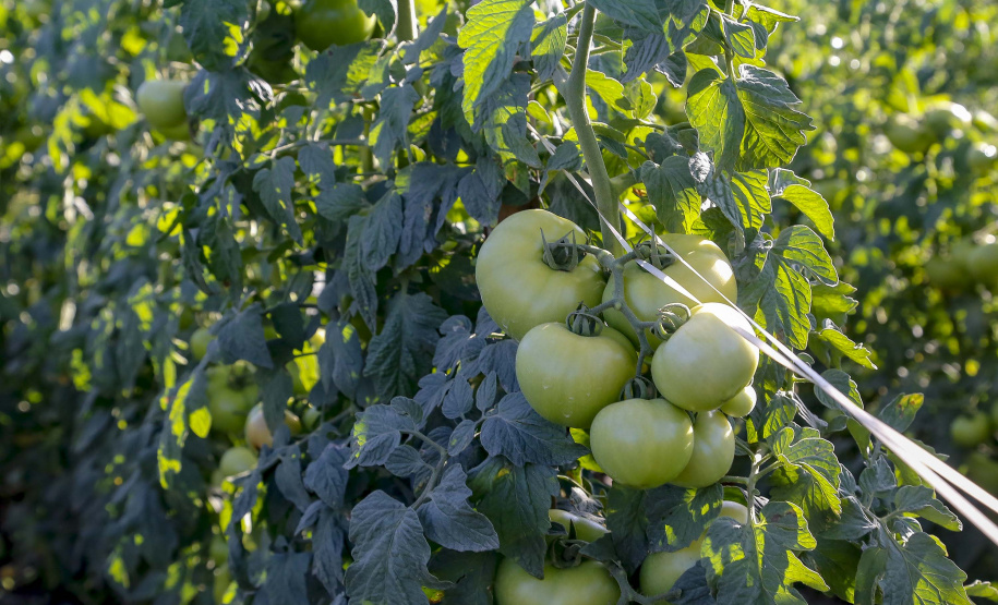 plantação de tomate
Reserva-Pr
Gilson Abreu/AEN