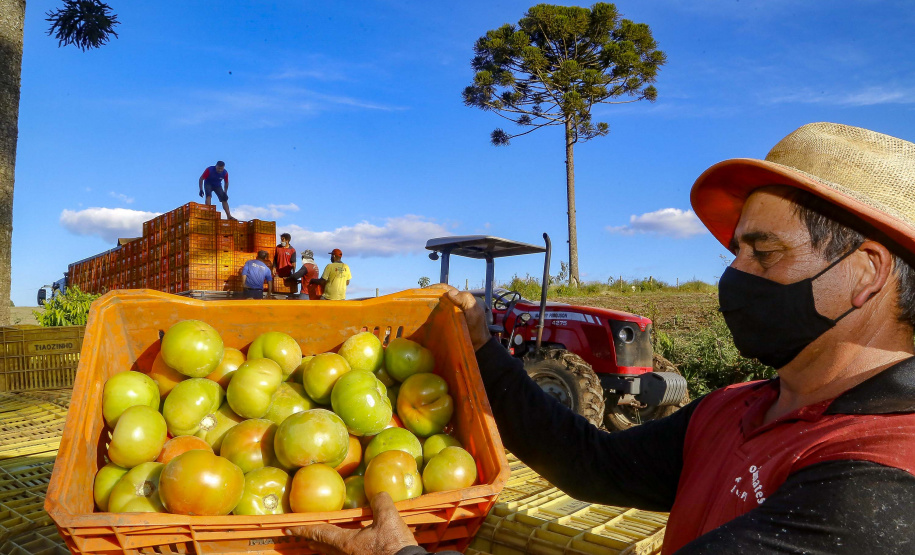 plantação de tomate
Reserva-Pr
Gilson Abreu/AEN
