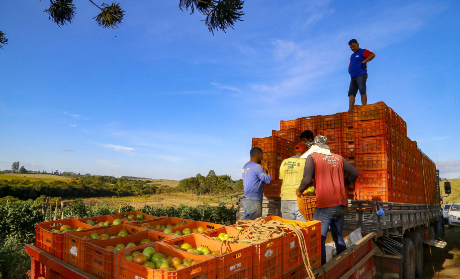 plantação de tomate
Reserva-Pr
Gilson Abreu/AEN