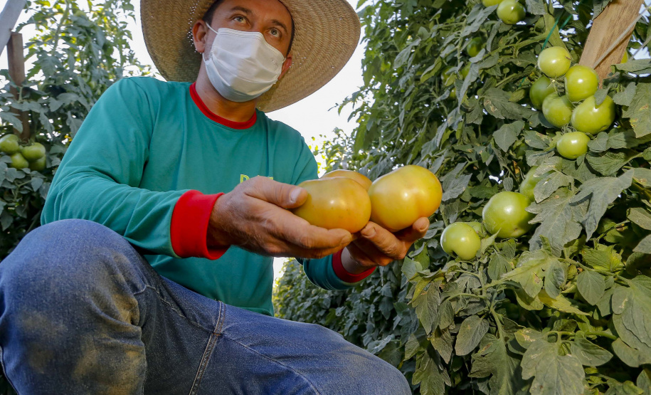 plantação de tomate
Reserva-Pr
Gilson Abreu/AEN