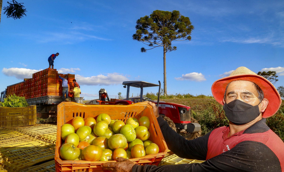 plantação de tomate
Reserva-Pr
Gilson Abreu/AEN