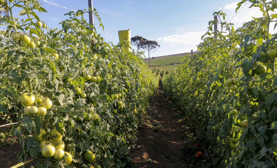 plantação de tomate
Reserva-Pr
Gilson Abreu/AEN