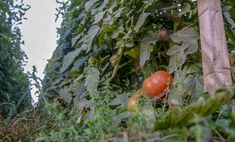 plantação de tomate
Reserva-Pr
Gilson Abreu/AEN