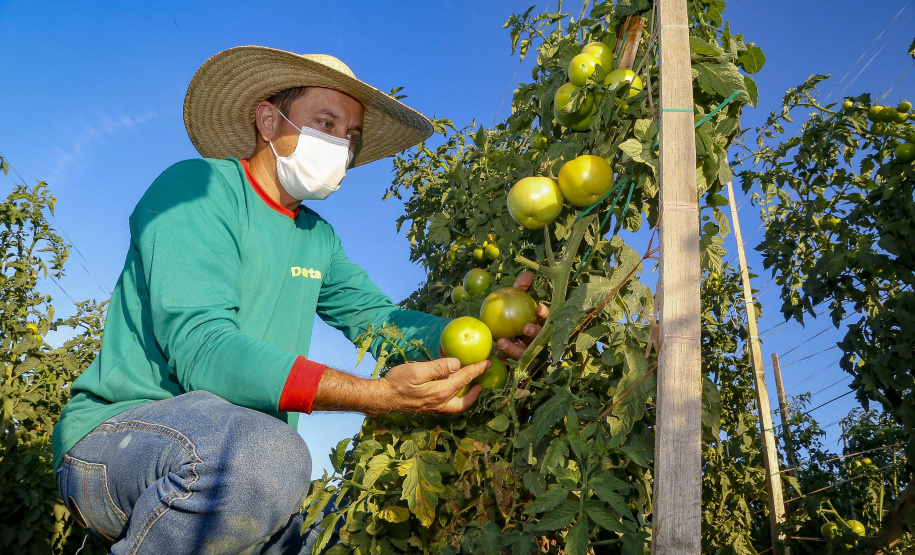 plantação de tomate
Reserva-Pr
Gilson Abreu/AEN
