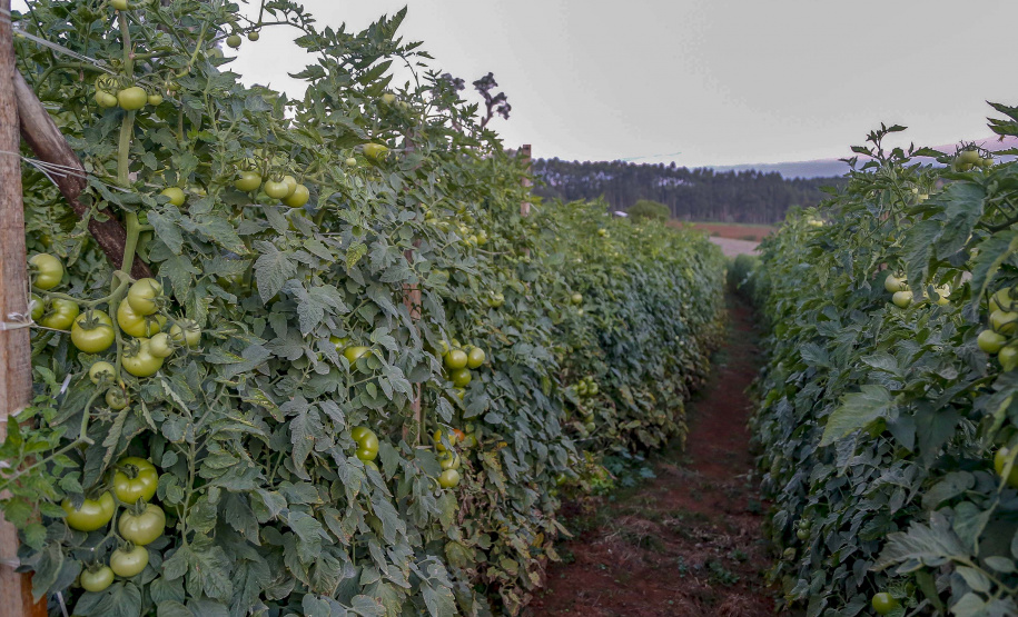 plantação de tomate
Reserva-Pr
Gilson Abreu/AEN