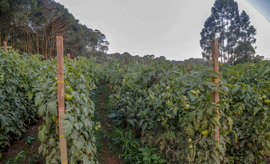 plantação de tomate
Reserva-Pr
Gilson Abreu/AEN