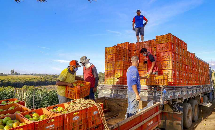 plantação de tomate
Reserva-Pr
Gilson Abreu/AEN