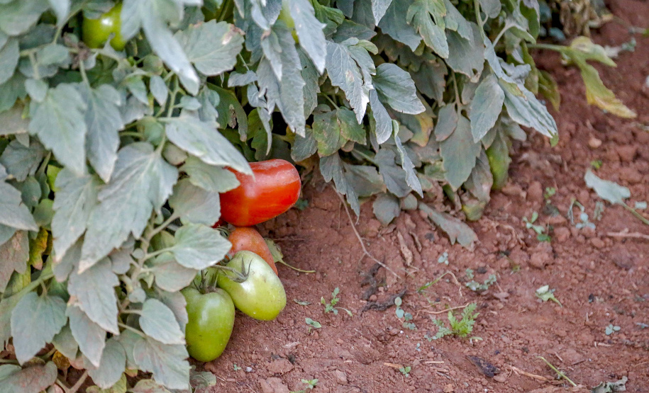 plantação de tomate
Reserva-Pr
Gilson Abreu/AEN