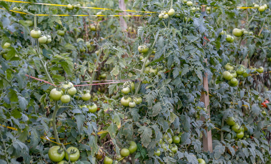 plantação de tomate
Reserva-Pr
Gilson Abreu/AEN