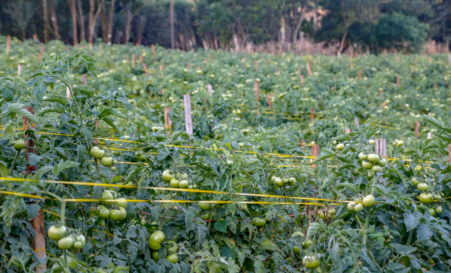 plantação de tomate
Reserva-Pr
Gilson Abreu/AEN