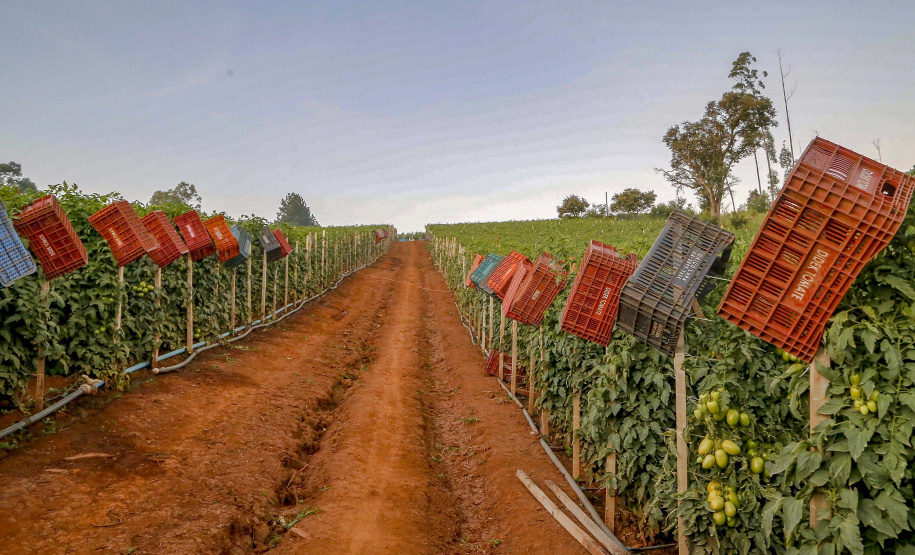 plantação de tomate
Reserva-Pr
Gilson Abreu/AEN