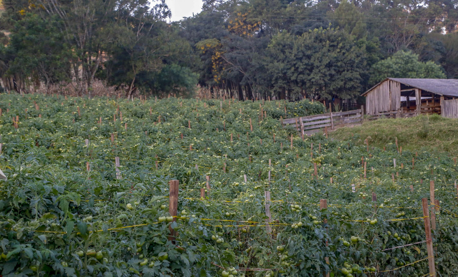 plantação de tomate
Reserva-Pr
Gilson Abreu/AEN