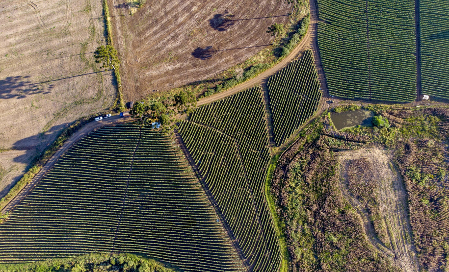 plantação de tomate
Reserva-Pr
Gilson Abreu/AEN