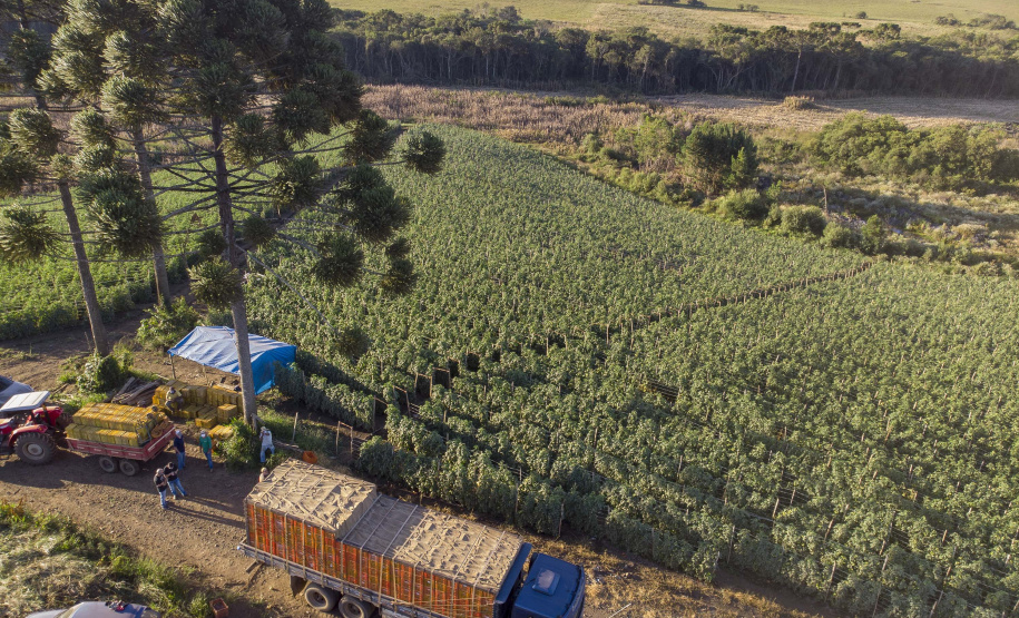 plantação de tomate
Reserva-Pr
Gilson Abreu/AEN