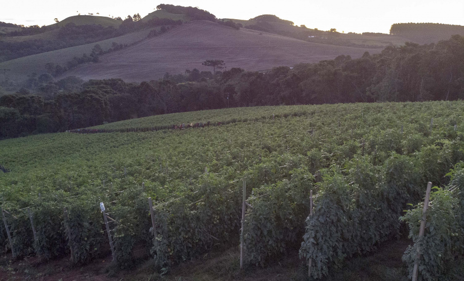 plantação de tomate
Reserva-Pr
Gilson Abreu/AEN