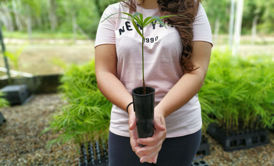 IAT de Ponta Grossa distribui mudas nativas frutíferas em troca de alimentos, nesta quarta-feira
. Foto:SEDEST