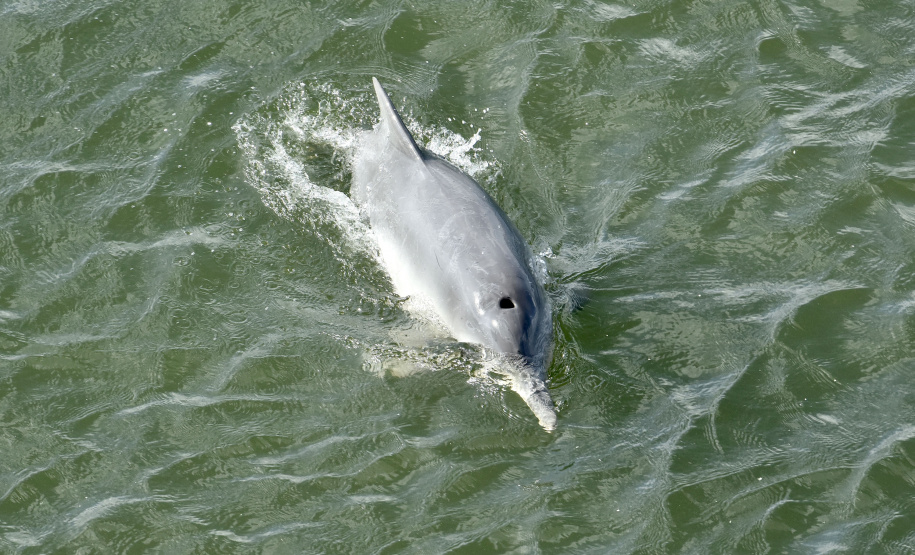 No Dia Mundial dos Oceanos, comemorado nesta terça-feira (8), a Portos do Paraná reforça o compromisso com a preservação do ambiente, que ocupa 71% da superfície da Terra, é importante para a atividade econômica de milhões de famílias, além de ajudar a regular o clima do planeta. - Paranaguá, 08/06/2021 - Foto: Claudio Neves/Portos do Paraná