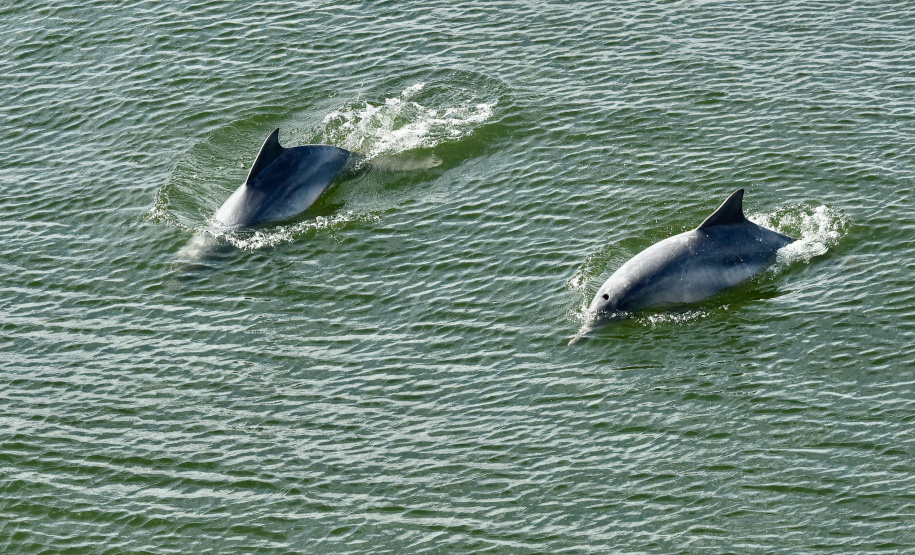 No Dia Mundial dos Oceanos, comemorado nesta terça-feira (8), a Portos do Paraná reforça o compromisso com a preservação do ambiente, que ocupa 71% da superfície da Terra, é importante para a atividade econômica de milhões de famílias, além de ajudar a regular o clima do planeta. - Paranaguá, 08/06/2021 - Foto: Claudio Neves/Portos do Paraná