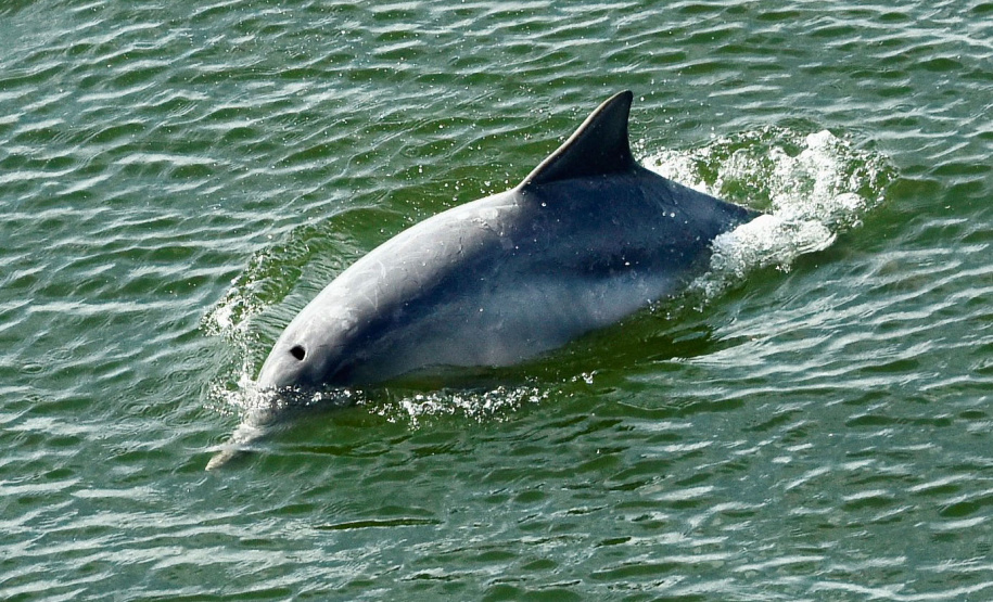 No Dia Mundial dos Oceanos, comemorado nesta terça-feira (8), a Portos do Paraná reforça o compromisso com a preservação do ambiente, que ocupa 71% da superfície da Terra, é importante para a atividade econômica de milhões de famílias, além de ajudar a regular o clima do planeta. - Paranaguá, 08/06/2021 - Foto: Claudio Neves/Portos do Paraná