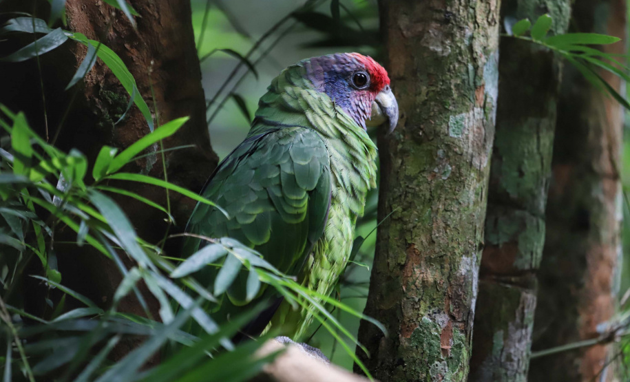 04/2019 - Foz do Iguaçu - Parque das Aves. Foto: José Fernando Ogura/AEN