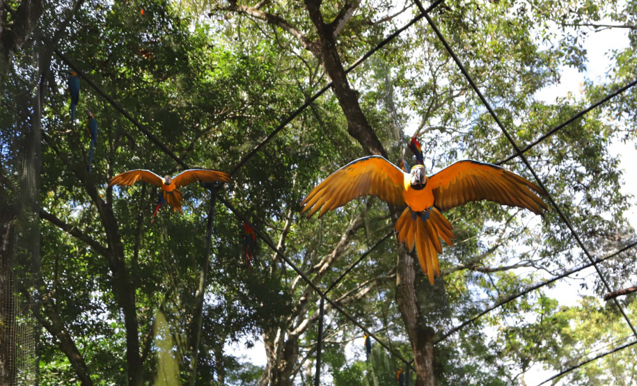 04/2019 - Foz do Iguaçu - Parque das Aves. Foto: José Fernando Ogura/AEN