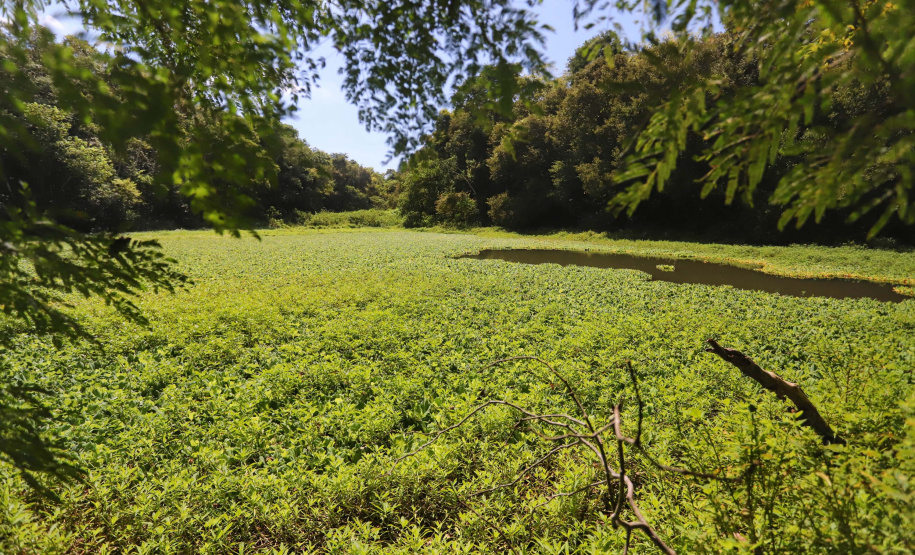 Foz do Iguaçu - Trilha do Índio. Foto: José Fernando Ogura/AEN