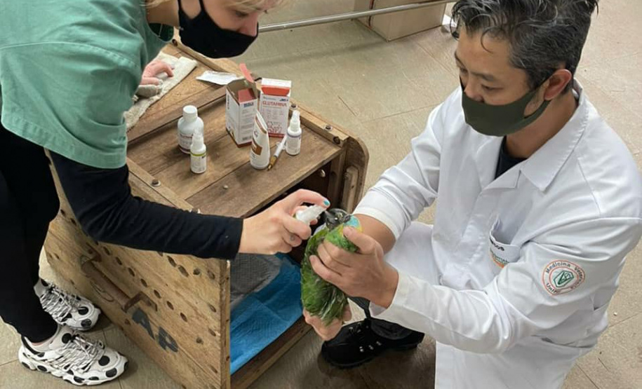 Papagaios vítimas de tempestade recebem alta e retornam à natureza
.Foto: SEDEST