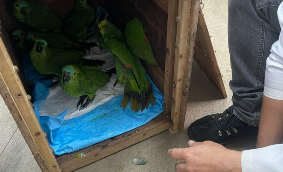 Papagaios vítimas de tempestade recebem alta e retornam à natureza
.Foto: SEDEST