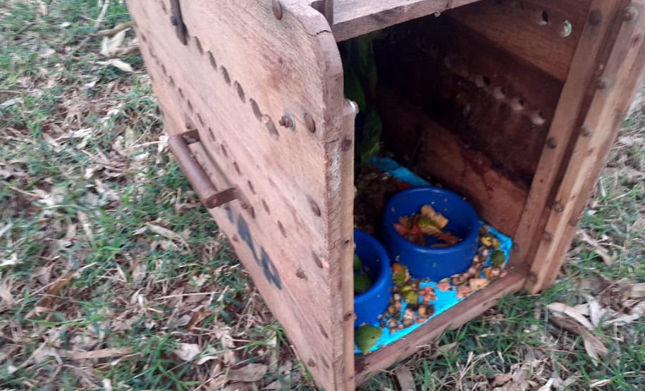 Papagaios vítimas de tempestade recebem alta e retornam à natureza
.Foto: SEDEST