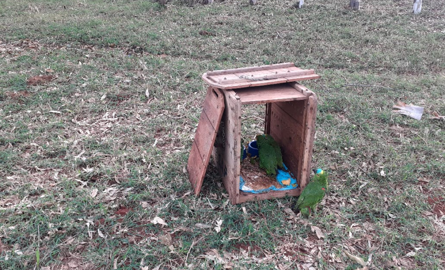 Papagaios vítimas de tempestade recebem alta e retornam à natureza
.Foto: SEDEST