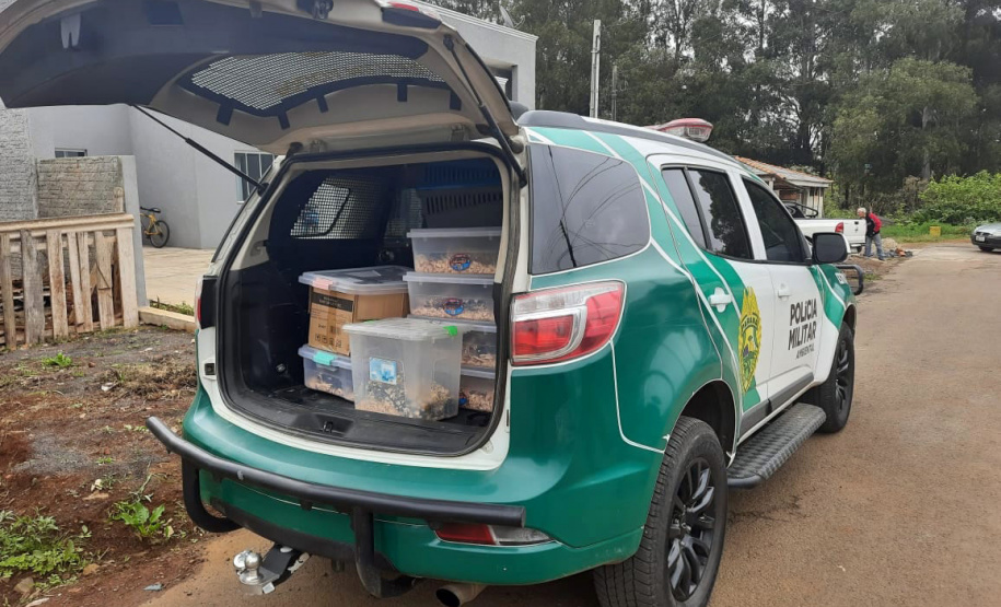 A Rondas Ostensivas Tático Móvel (ROTAM) do Batalhão de Polícia Ambiental-Força Verde (BPAmb-FV) lavrou uma multa de R$ 13,4 mil e um Termo Circunstanciado para um homem que mantinha 57 ouriços africanos dentro de casa em Guarapuava (PR). A PM chegou até ele graças a uma denúncia anônima na terça-feira (08/06). Os animais foram entregues ao Instituto Água e Terra (IAT) para a destinação correta. - Guarapuava, 08/06/2021 - Foto: SESP/PR