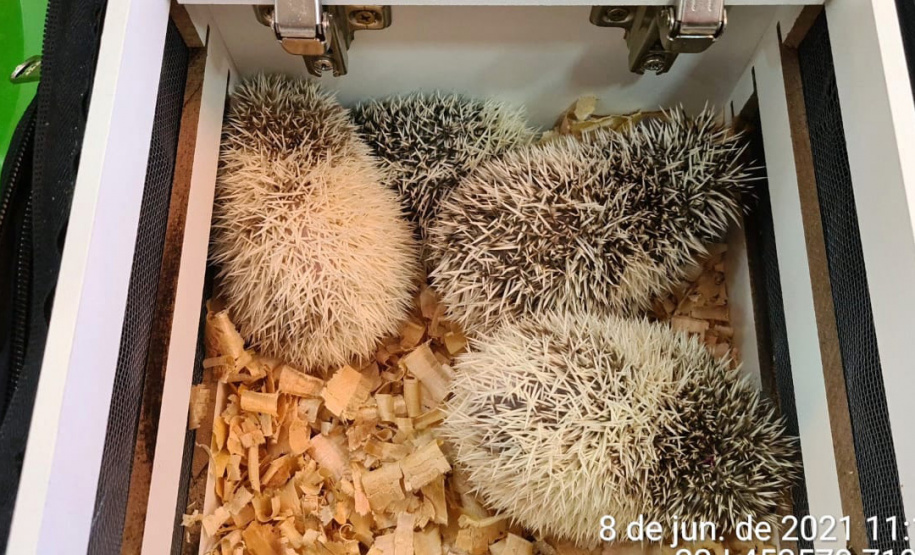 A Rondas Ostensivas Tático Móvel (ROTAM) do Batalhão de Polícia Ambiental-Força Verde (BPAmb-FV) lavrou uma multa de R$ 13,4 mil e um Termo Circunstanciado para um homem que mantinha 57 ouriços africanos dentro de casa em Guarapuava (PR). A PM chegou até ele graças a uma denúncia anônima na terça-feira (08/06). Os animais foram entregues ao Instituto Água e Terra (IAT) para a destinação correta. - Guarapuava, 08/06/2021 - Foto: SESP/PR